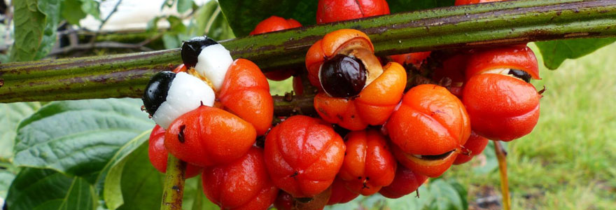 Acheter votre guarana bio en ligne